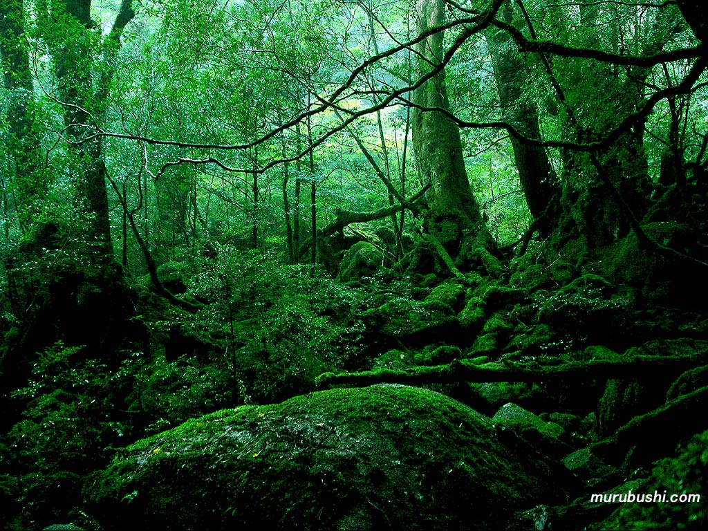 日本に4箇所のみ 意外と知らない日本の世界自然遺産 Journal4