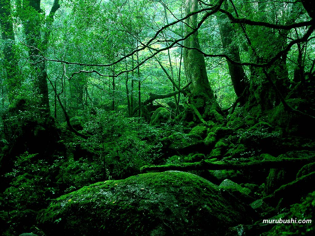 もののけ姫の森の壁紙 屋久島 Murubushi Com