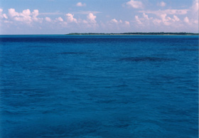 黒島沖のサンゴ礁